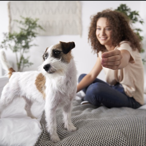 Pet-friendly apartment community welcoming dogs and cats at Brea Frisco in Frisco, TX